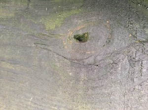 Heart shaped woodknot